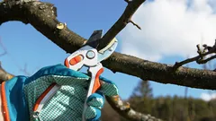 Träden kommer att bära frukt i överflöd: hemligheterna bakom vårbeskärningen