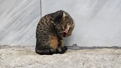 Titta bara på dessa små ansikten: de bedårande Istanbulkatterna genom vår fotografs objektiv