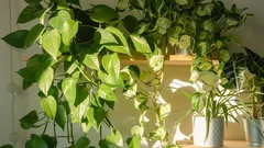 En fantastisk effekt utan ansträngning: hur potos förvandlar rummet