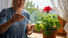 Geranier och orkidéer återhämtar sig på bara några veckor – allt som behövs är en enda droppe av detta hemmagjorda medel