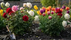 Plantera aldrig den här växten bredvid rosor – du förstör buskarna utan att ens veta om det