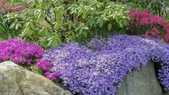 De bästa lågväxande perennerna för förgrunden: en blomsterrabatt som inte kräver något underhåll