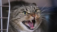 Inte arg, utan rädd: varför din katt fräser och klöser